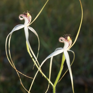 Caladenia longicauda